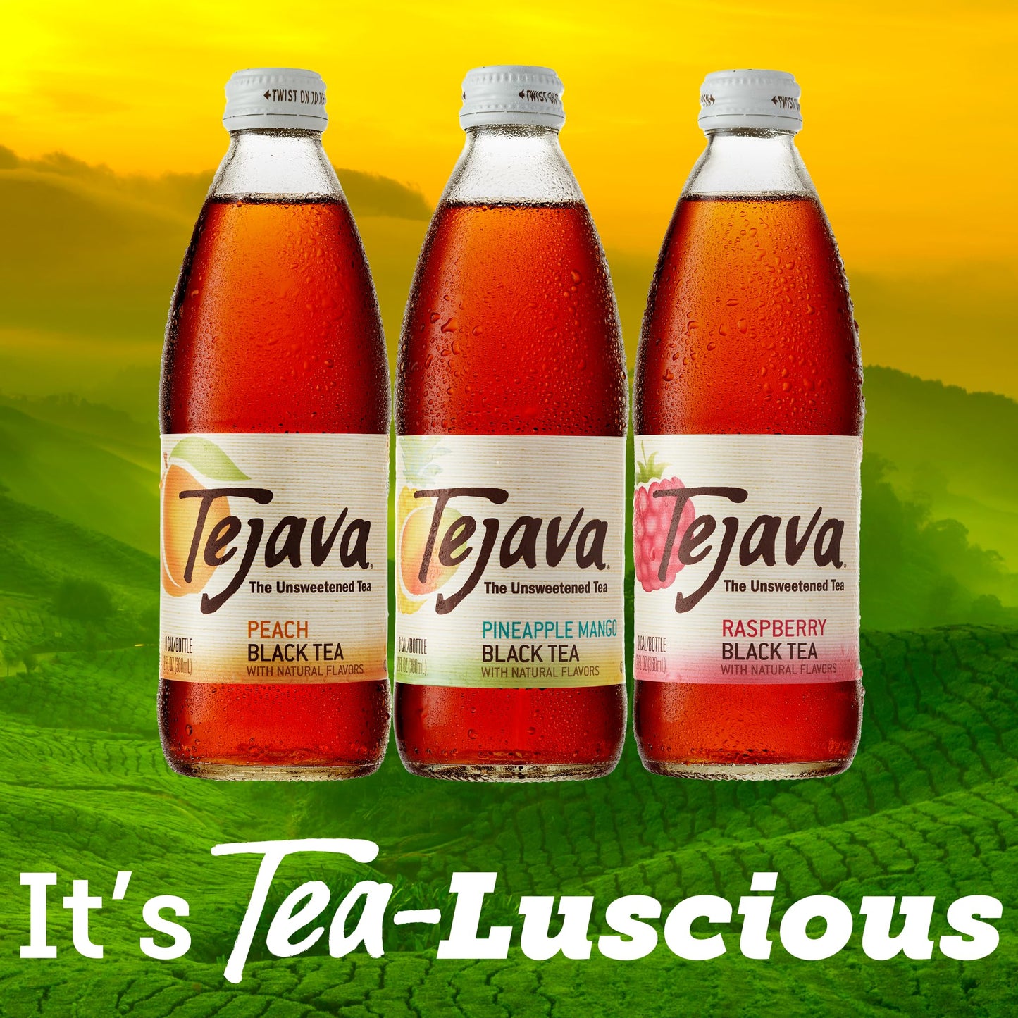Tejava Black Tea Sampler, 12 ounce (12-Pack) Glass, Unsweetened, Peach, Raspberry and Pineapple-Mango, Ready-to-Drink Premium Iced Tea
